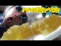【ASMR】ハチの巣食べる音。