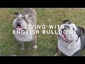 ALL ABOUT LIVING WITH ENGLISH BULLDOGS