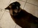 Loud Siamese  Cat  - Part 1 - Sienna Talks and Purrs