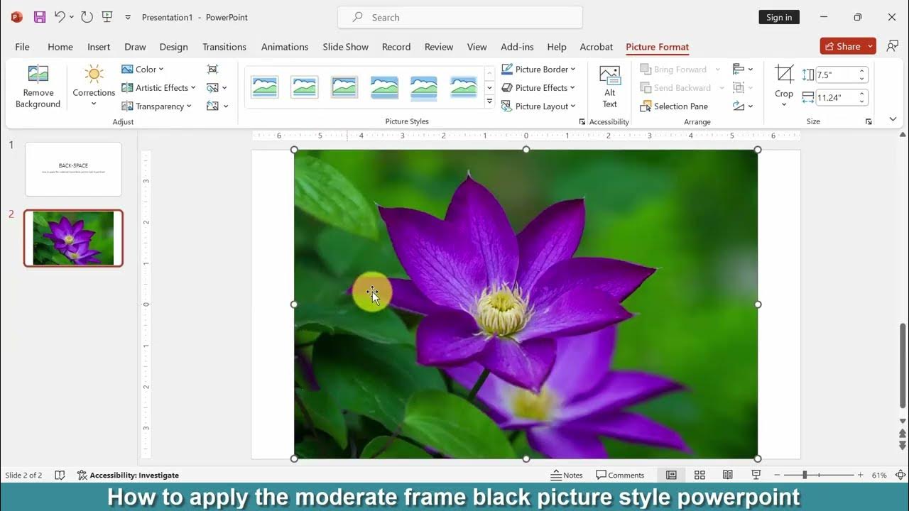 How To Apply The Moderate Frame Black Picture Style PowerPoint YouTube how-to-apply-the-moderate-frame-black-picture-style-powerpoint-youtube
