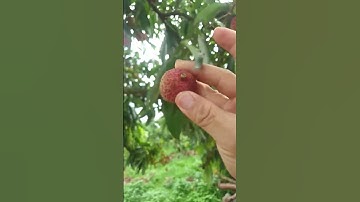 Ăn Vải Lục Ngạn 2024 nào