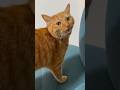 My sweet brown boy. #cats #cat #adorably #kitten #kitty #cute #cute #cutecat #meow #funny #funnycats