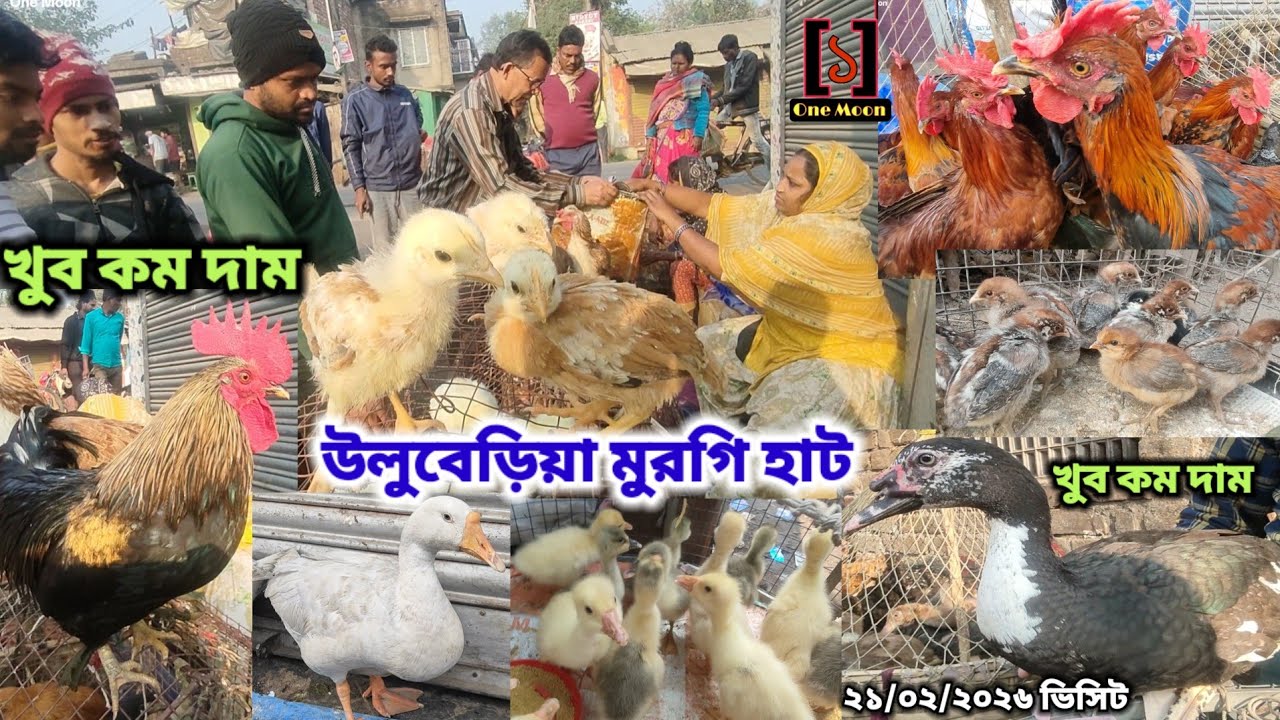 উলুবেড়িয়া মুরগি হাট | Cheapest Pet Market In Kolkata | Uluberia Murgi Market 21/02/2026 Visit 