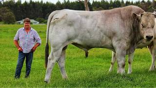Conheça O Maior E Mais Agressivo Gado Do Mundo - Raça Chianina