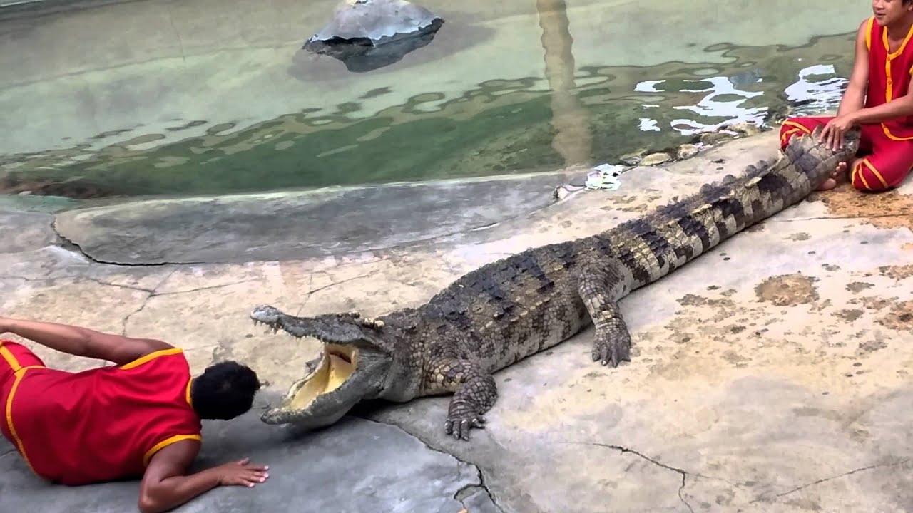 Crocodile Show at Samutprakarn Crocodile Farm and Zoo ...