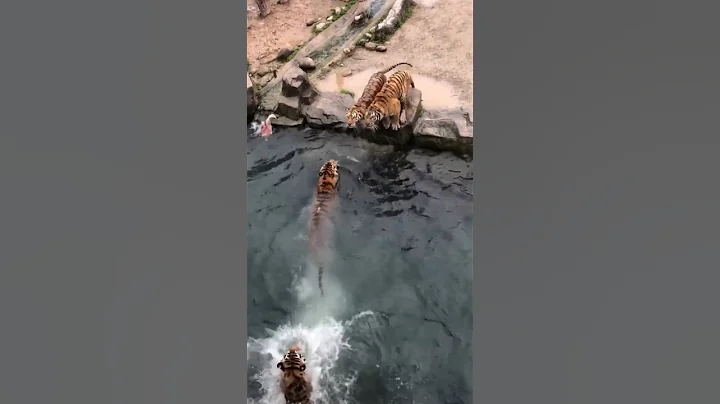 Watch the video about Tigers bath time #tiger #wildanimalsounds #animals