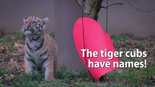 Meet Mila and Sergei - the tiger cubs by Cleveland Metroparks Zoo 1,049 views 3 months ago 38 seconds