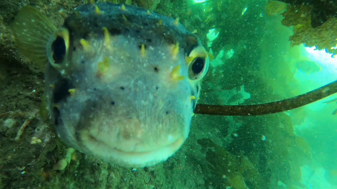 Smiley the Porcupine Fish - YouTube