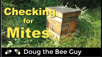 How to check for varroa mites in a beehive