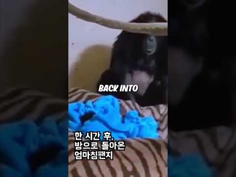 엄마 침팬지의 모성 Mother Chimpanzee's Motherhood #shorts