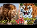 Barbary lion vs siberian tiger in telugu || lion vs tiger siberian tiger vs barbary lion in telugu