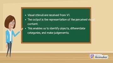 The Ventral Stream