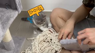 [셀프 캣타워 리모델링] 도움 안 되는 고양이 │ An Unhelpful Cat