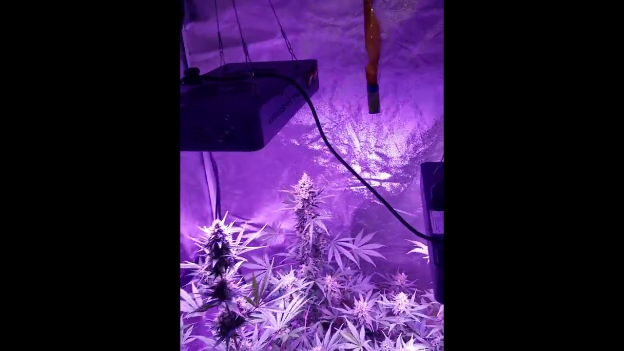 Viparspectra 450 GSC Autoflower from Fast Buds in a 4x4 tent