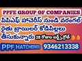 పిపిఎఫ్ హాచెరీస్ నుండి వరంగల్ రైతు బ్రాయిలర్ కోడిపిల్లలు తీసుకున్నారు 🐣కొరకు 9346213338 call చేయండి,