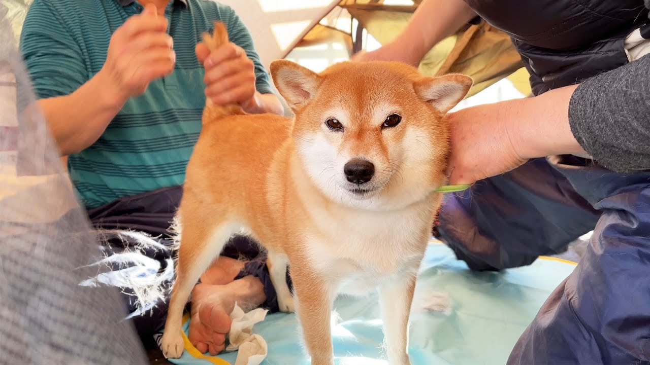 신생아에게 개털은 치명적이라며 아빠가 저지른 일 ㅋㅋ