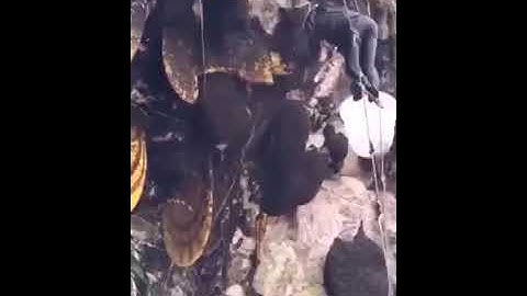 وأوحى ربك إلى النحل / سورة النحل للقارئ إدريس أبكر