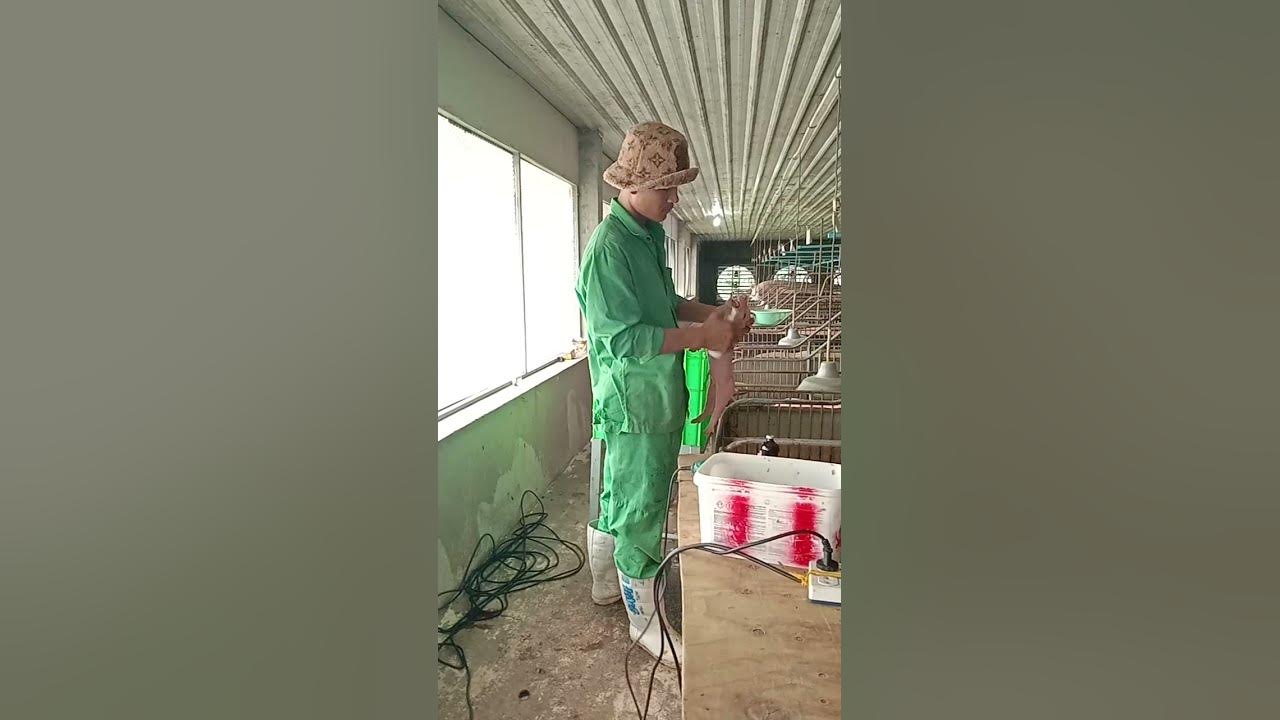 How to cut teeth piglet healthy good EP 276 piglet animals piglets YouTube