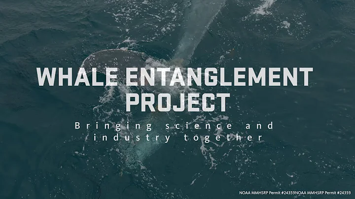 Whale Entanglement Project-bringing science & industry together