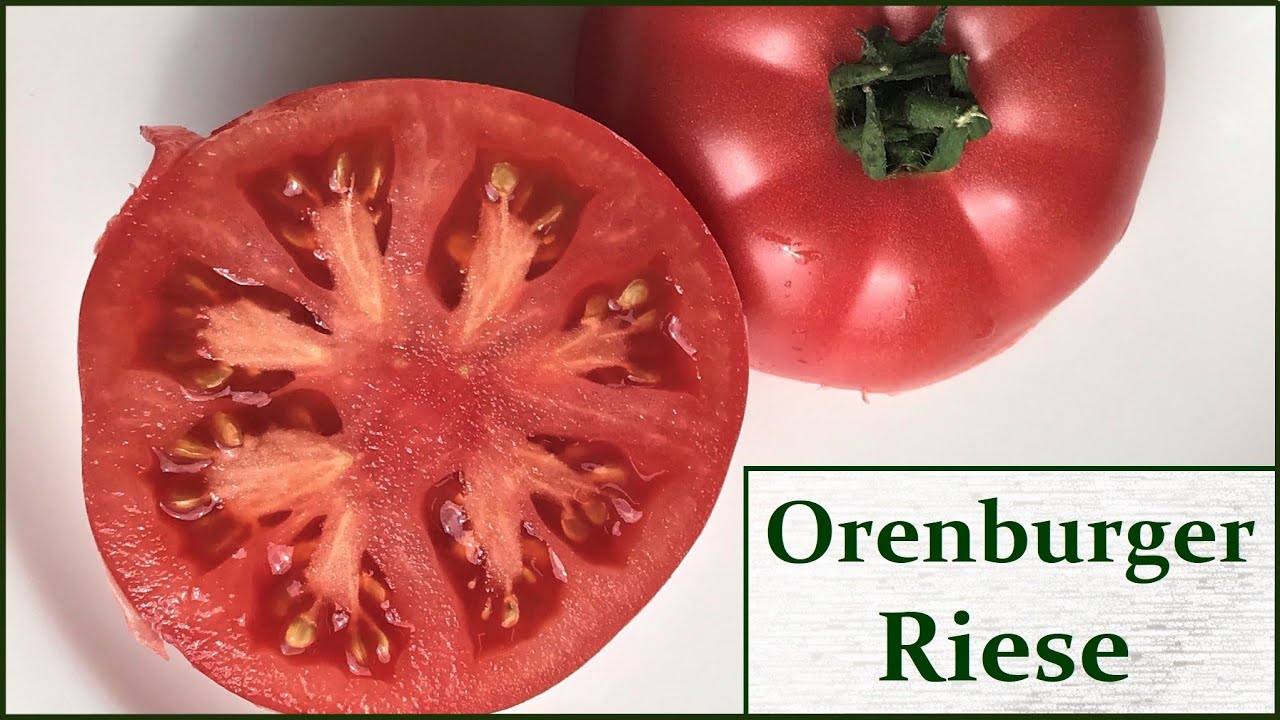 Orenburger Riese - Fleischtomate aus Russland *Sortenprofil*
