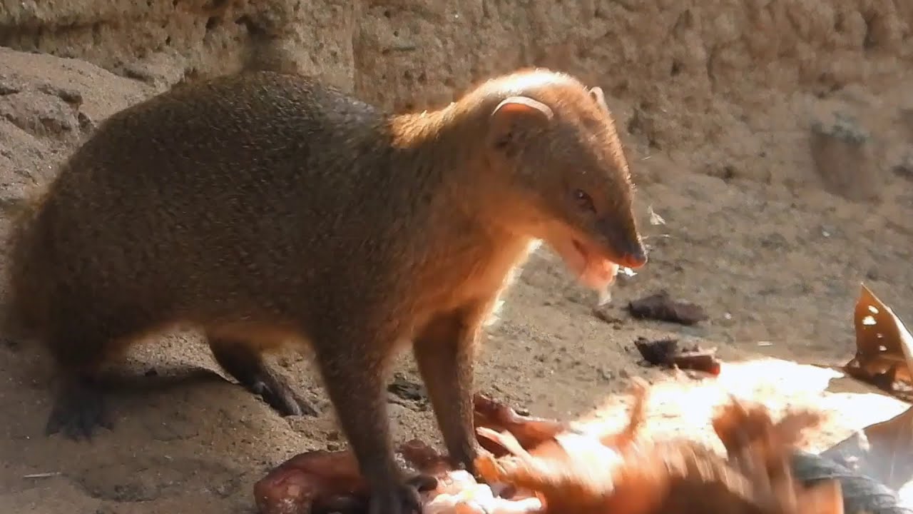 Indian grey mongoose feeding on carcass