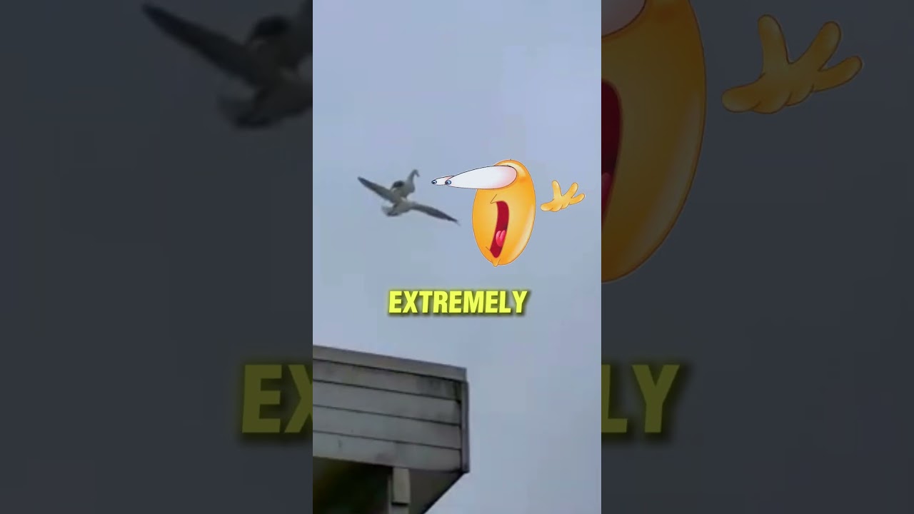 They Tried To Prank A Seagull And Instantly Regretted It 