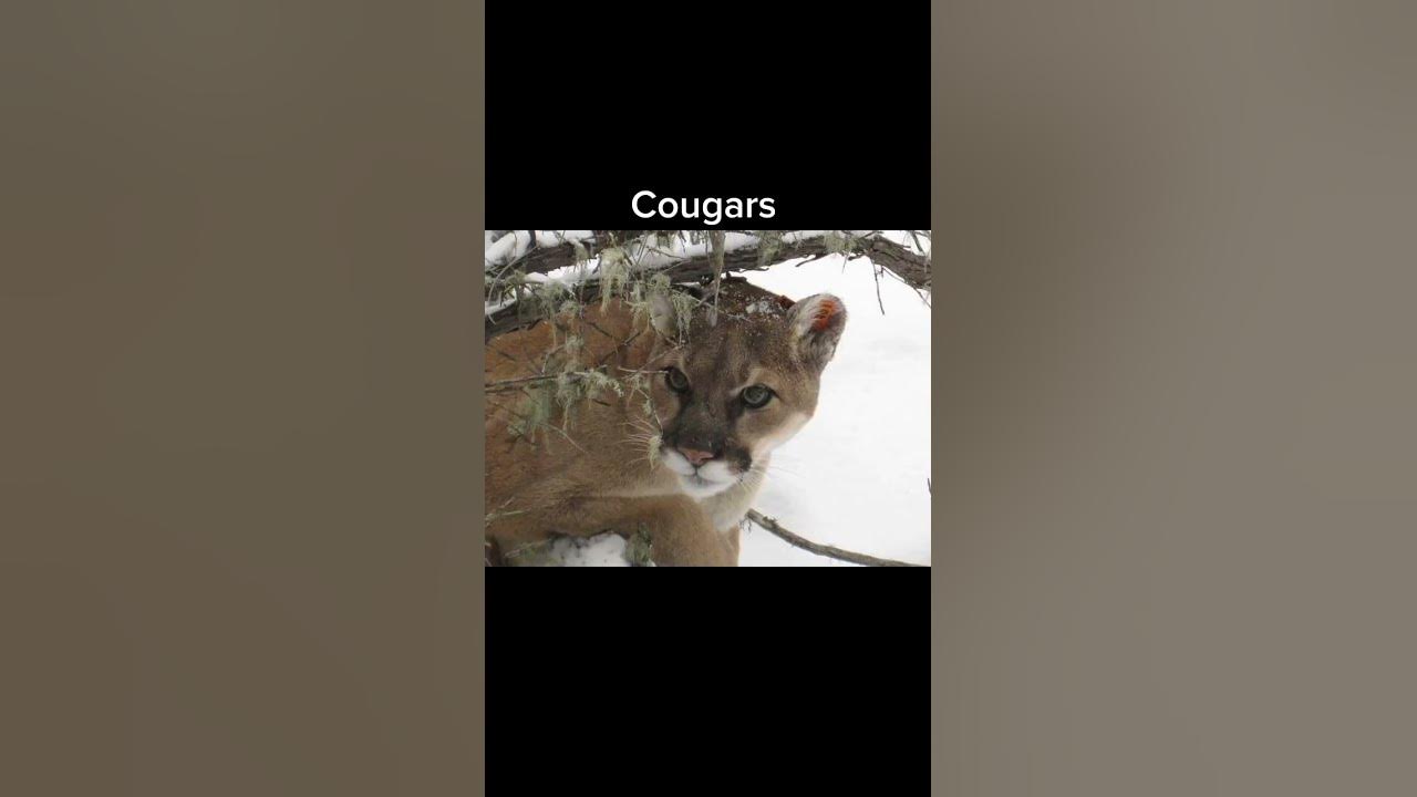 the-animal-most-likely-to-kill-you-from-each-state-youtube