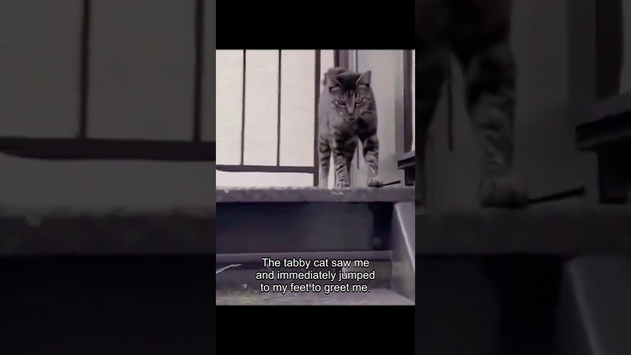 How wonderful bizarre are the gifts that stray cats give to their 