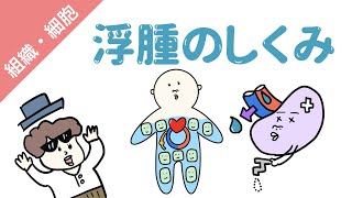 浮腫のメカニズム（４つの原因）