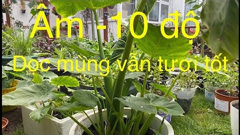 #86.Cách chăm để có cây dọc mùng ăn ngay cả khi thời tiết Âm 10 độ , và giữ giống qua mùa đông.