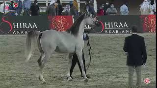 N 297 Amber Al Bedaa Emirates Arabian Horse Breeders Championship 2021 Colts 2 Years Old Cl 7
