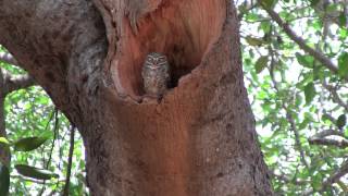 Under the banyan tree