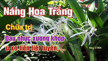 Công dụng Cây Náng Hoa Trắng |cách chữa bệnh đau nhức xương khớp| Hằng Lê HG85