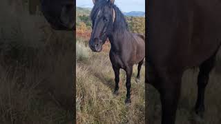 Bellotas Para Los Caballos