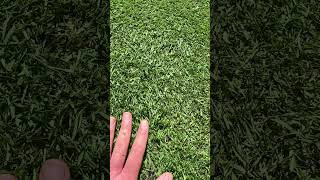 Dropped the height of cut to 10mm! 🌱 #lawn #lawncare #gardening