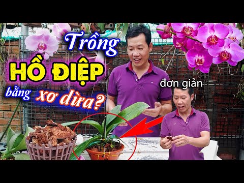 Dùng Xơ Dừa trồng lan Hồ Điệp sao cho đúng ? #MêLanTV | Foci