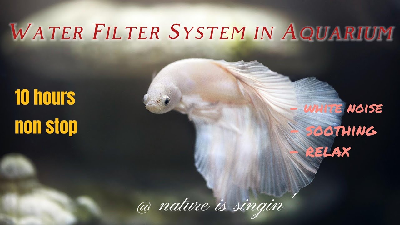 Water Filter in Aquarium 10 hour Stress Relief, Relaxing Sound, White