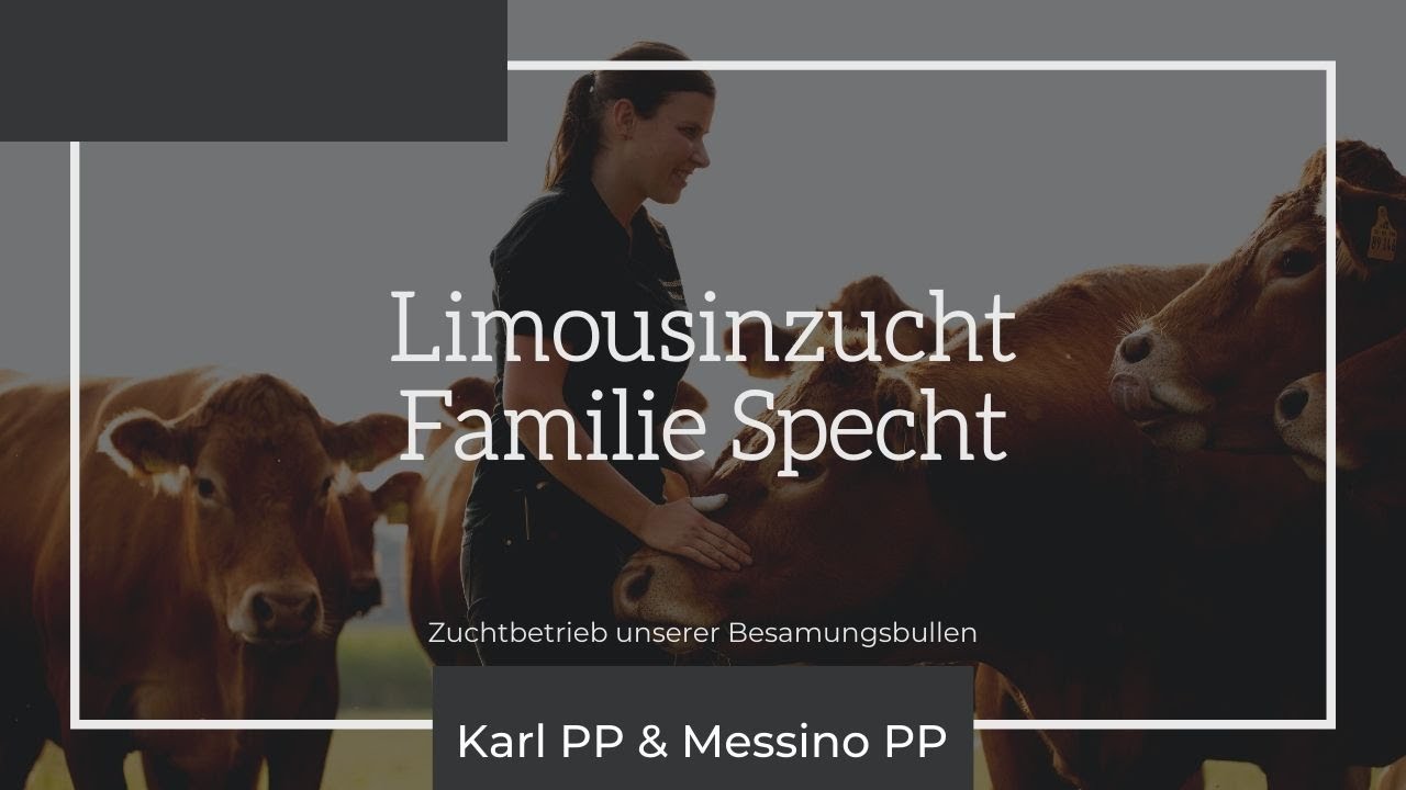 Limousinzucht Familie Specht - Zuchtbetrieb unserer Besamungsbullen Karl PP und Messino PP