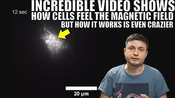 Magnetic Reception in Cells Filmed, Seems to be Quantum in Nature