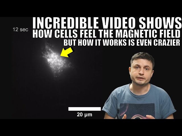 Magnetic Reception in Cells Filmed, Seems to be Quantum in Nature class=