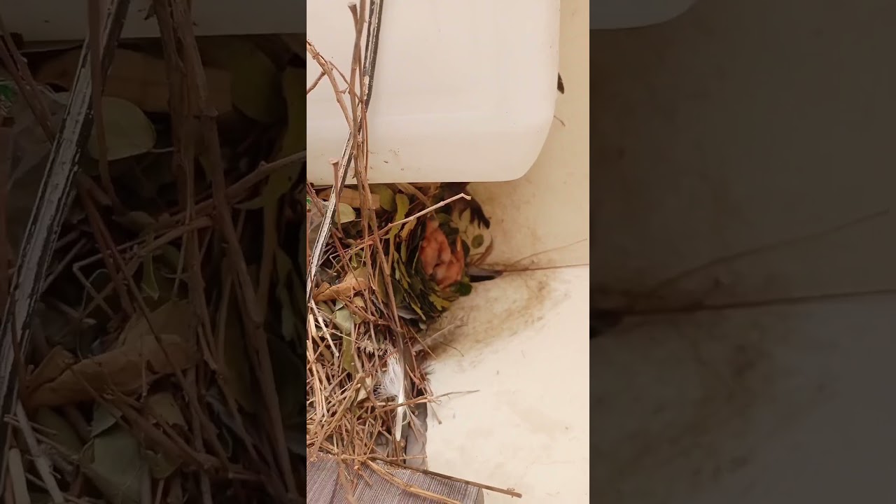 Baby Bird Hatching | Cute baby bird | Myna hatching eggs  | Beautiful Bird | Amazing video | Cute