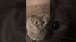 ​О ч е н ь  м и л ы й  к о т ё н о к 😻  🐾💞🌌    #shorts #кот #nature