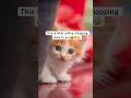 This is what online shopping does to you #Shorts #Viral #Relatable #POV #FunnyShorts #Meme #cats