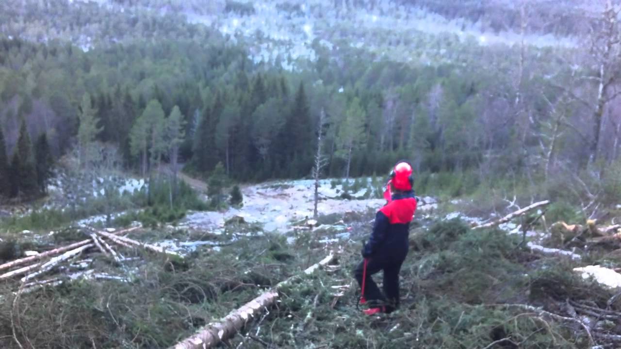 Skogsarbeid - tømmer som finn vegen i retning tømmerbilen sjølv