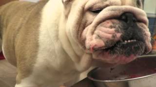 英國鬥牛犬 English Bulldog 20151219（婠婠WanWan：1Y 180D & 鐵男Fe：1Y96D）-2
