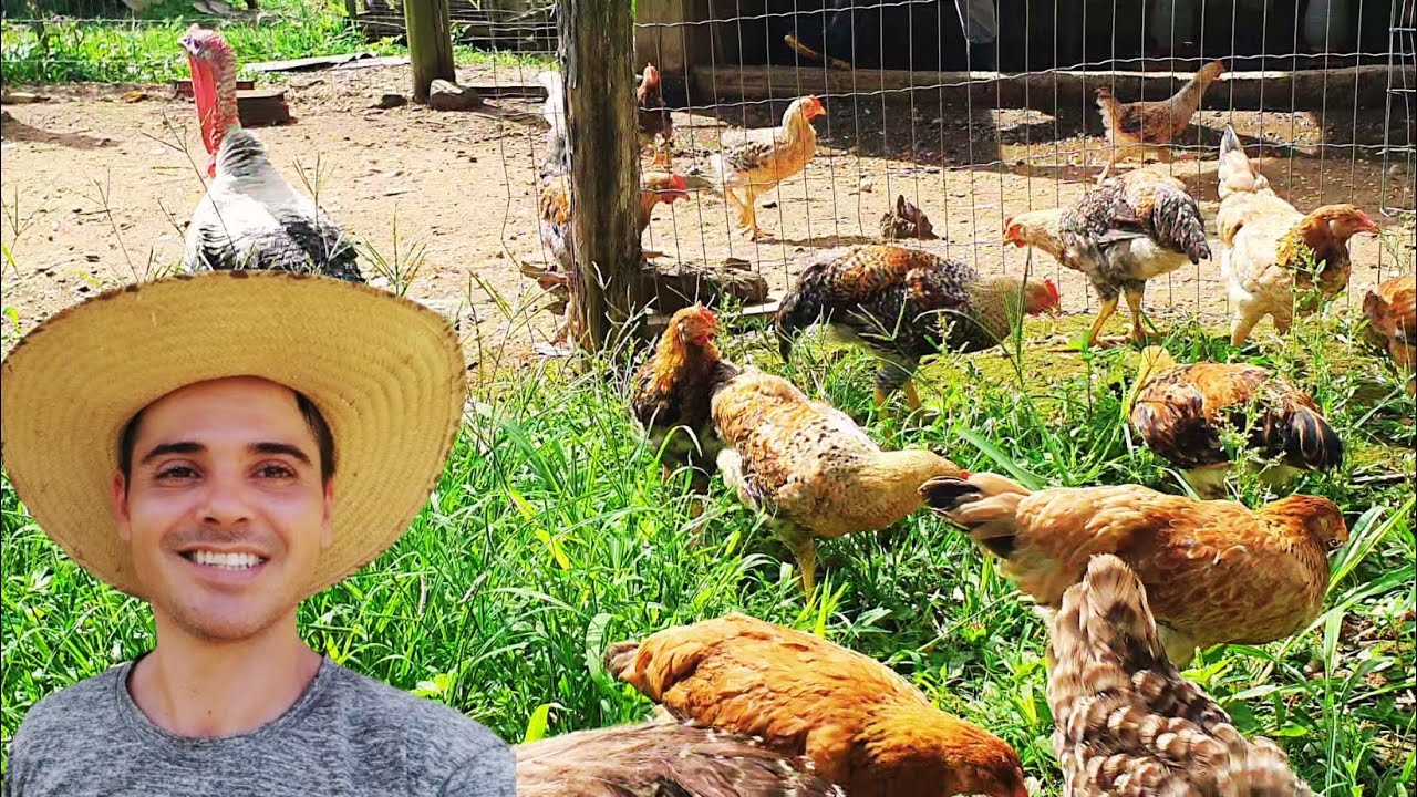 3 FELICIDADES AQUI NO SÍTIO, MEU GALINHEIRO ESTÁ MUITO PRODUTIVO