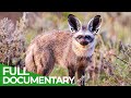 Animal&#39;s Super Senses - Hearing | Free Documentary Nature