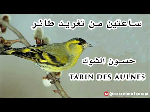 ساعتين من تغريد طائر حسون الشوك الطرنجان النعاري خالي من الأخطاء