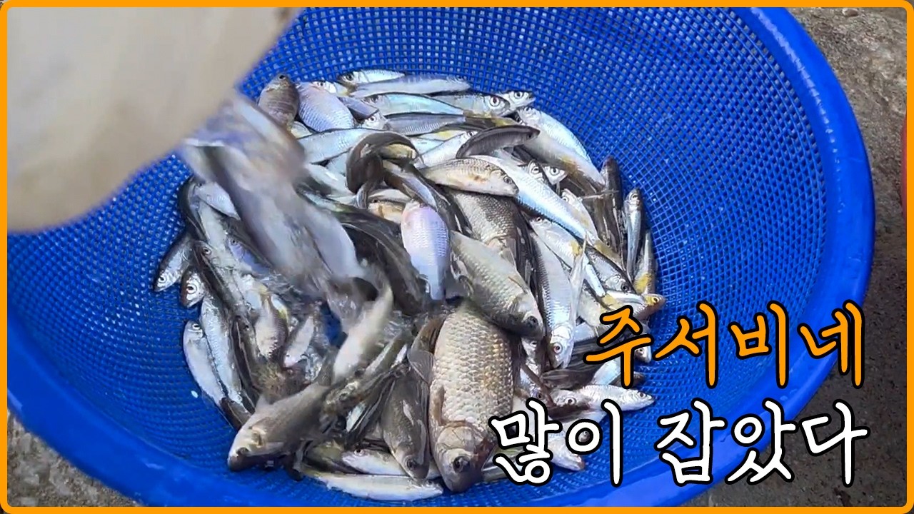 [주서비네]맑은 개울에서 붕어·피래미 손맛 본 날
