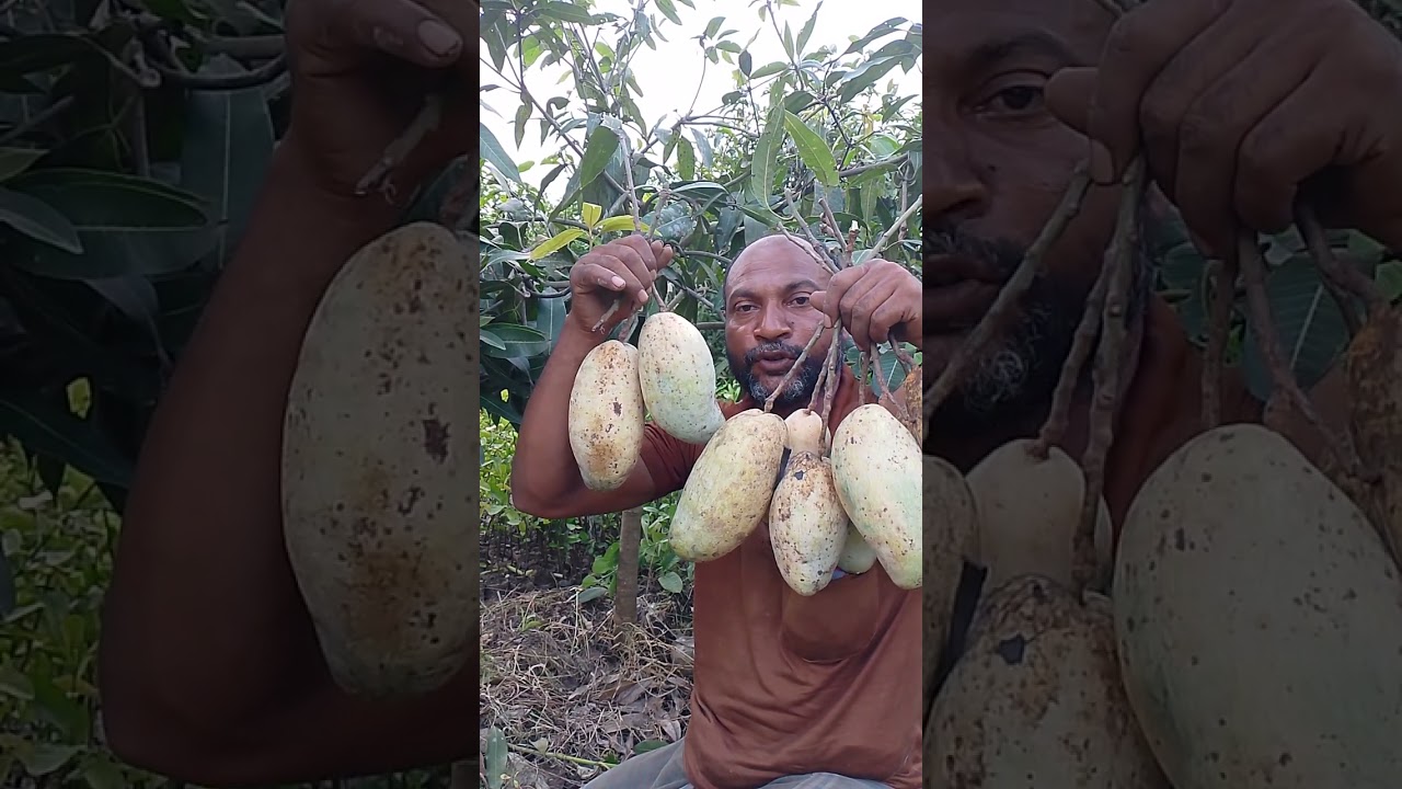 থ্রি টেস্ট জাতের আম, আমটি খেতে দারুন সুস্বাদু ও মিষ্টি, এ জাতের চারা কেনার জন্য নম্বর ০১৭২৯৩০৮৫৭৮